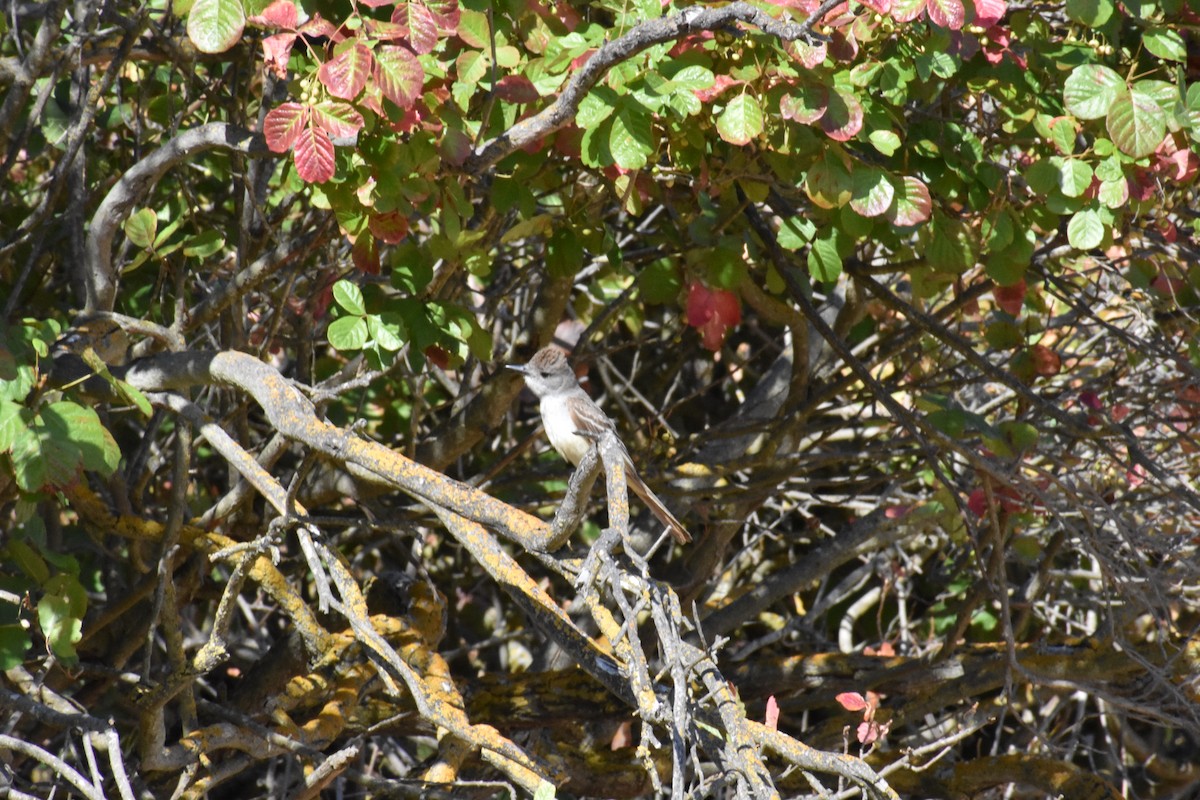 Ash-throated Flycatcher - ML353229211