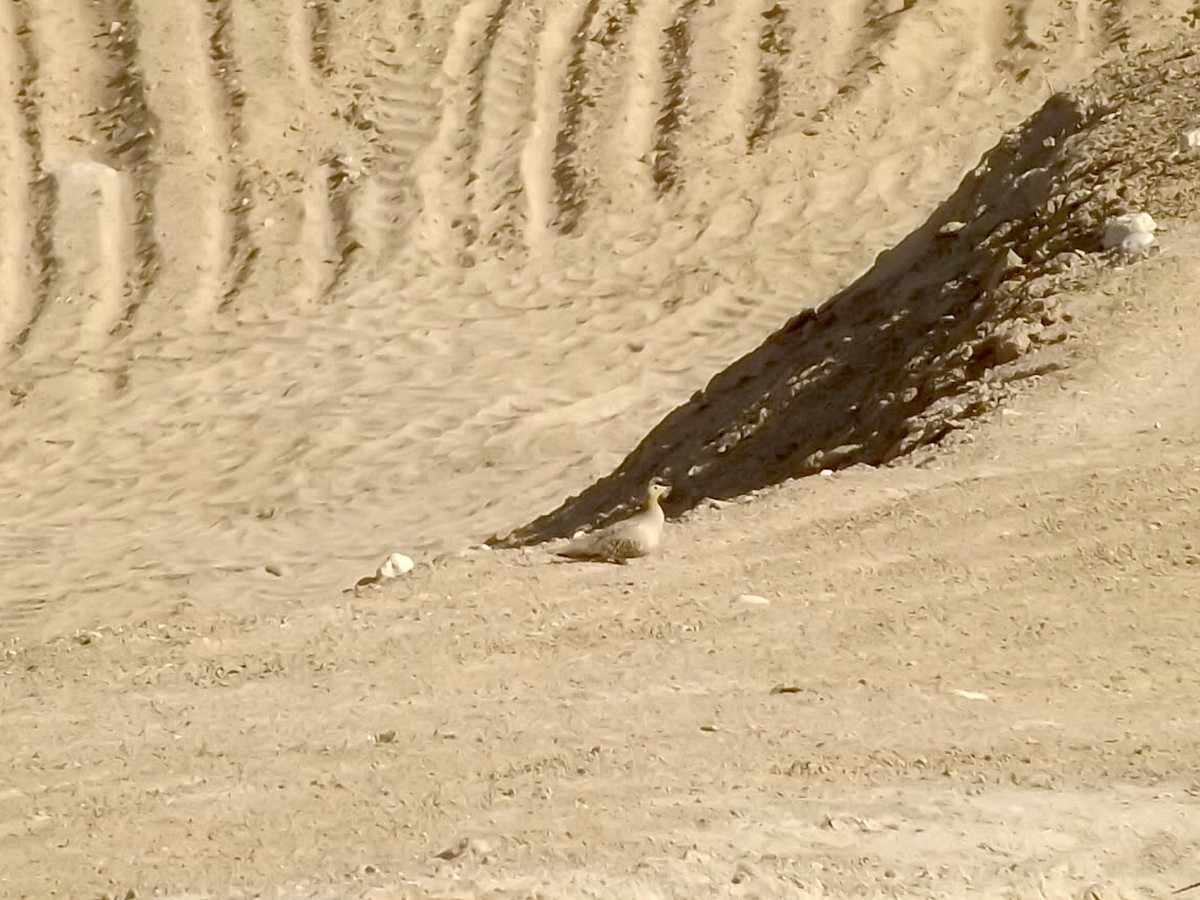 Spotted Sandgrouse - Lavie Ragen