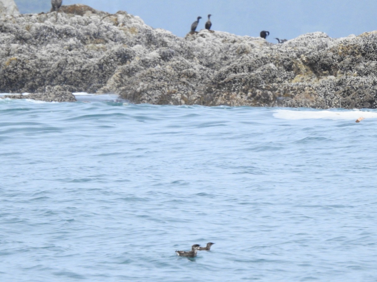 Marbled Murrelet - ML353233411