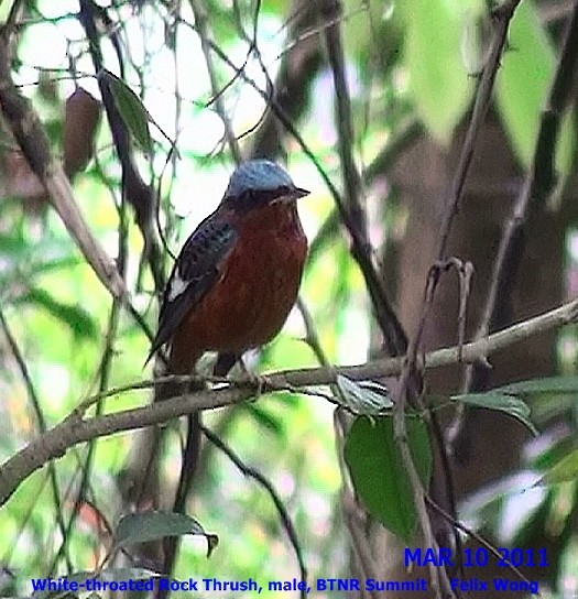 White-throated Rock-Thrush - ML353233741