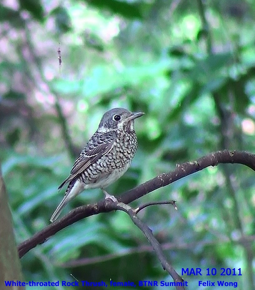 White-throated Rock-Thrush - ML353233751