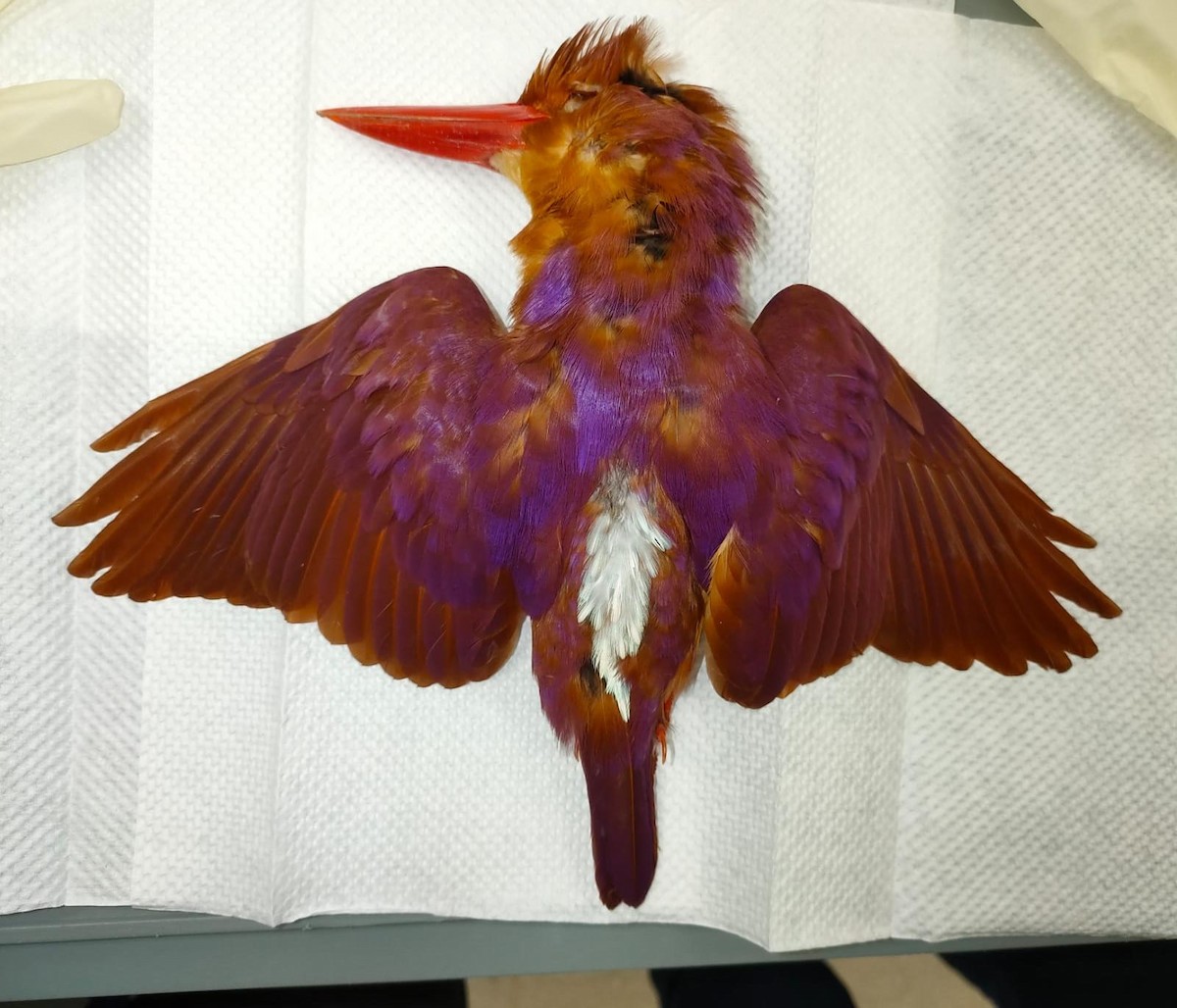 Ruddy Kingfisher - ML353234331