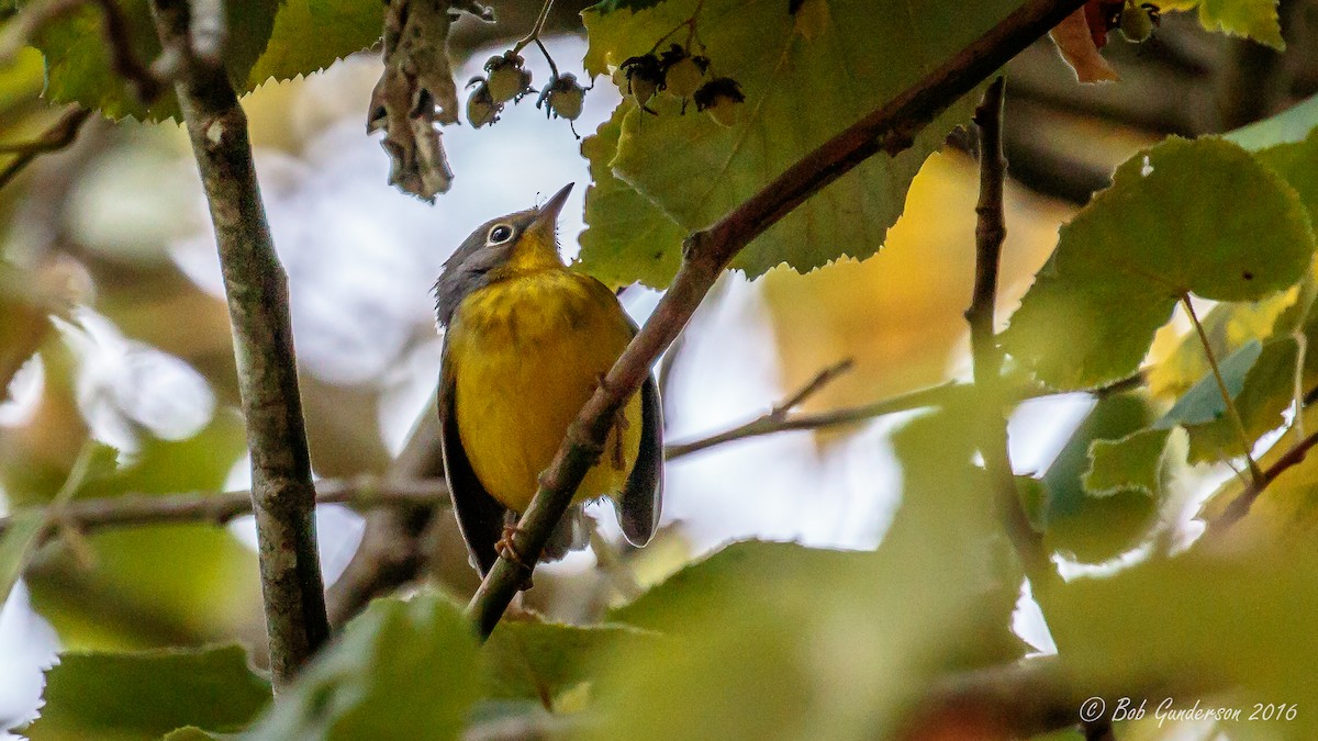 Canada Warbler - Bob Gunderson