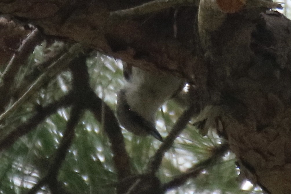 Brown-headed Nuthatch - ML353237441