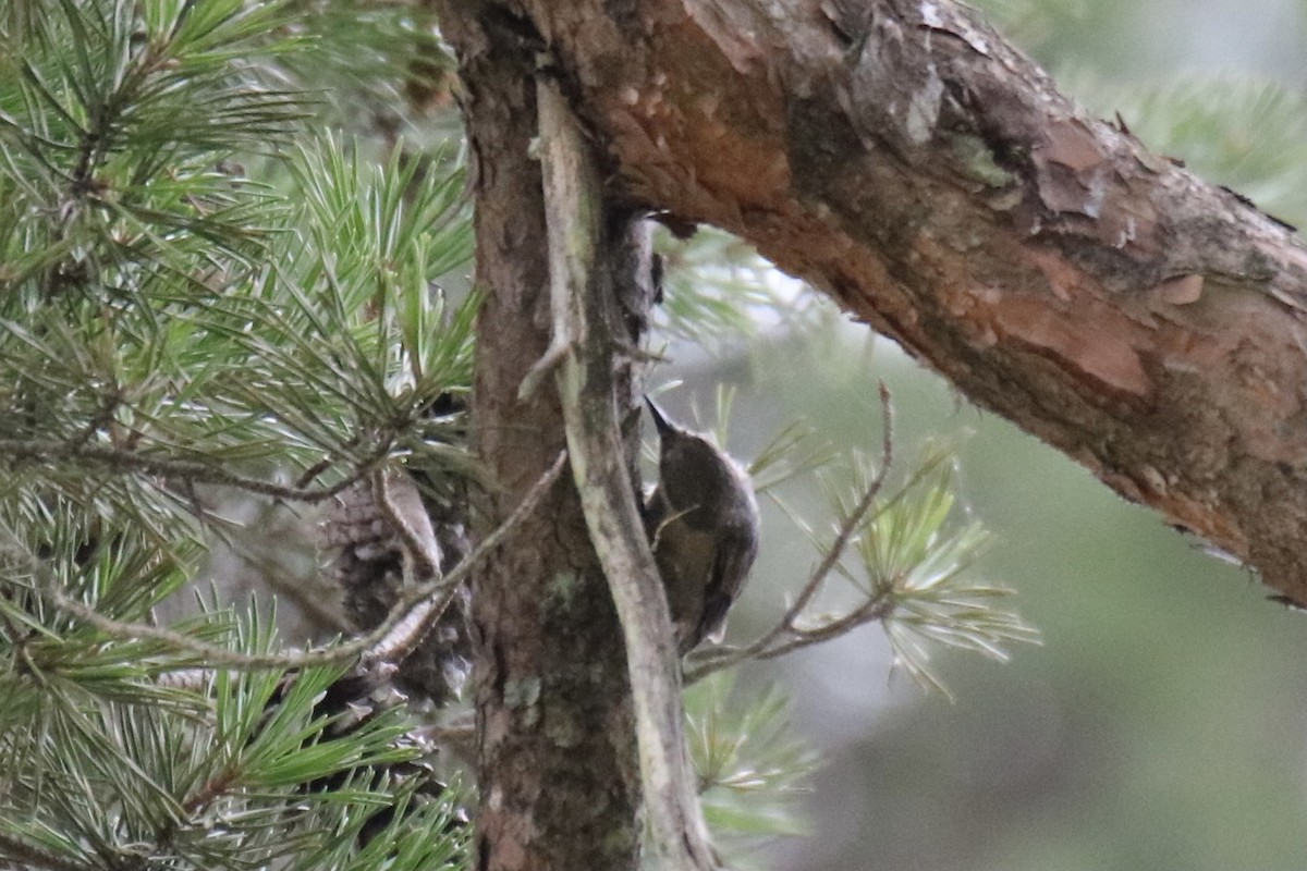 Brown-headed Nuthatch - Kelly Krechmer