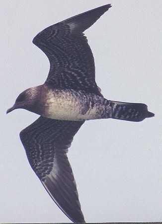Long-tailed Jaeger - ML353238081