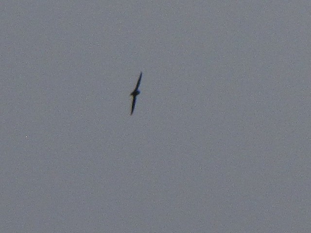 Chimney Swift - ML35323821