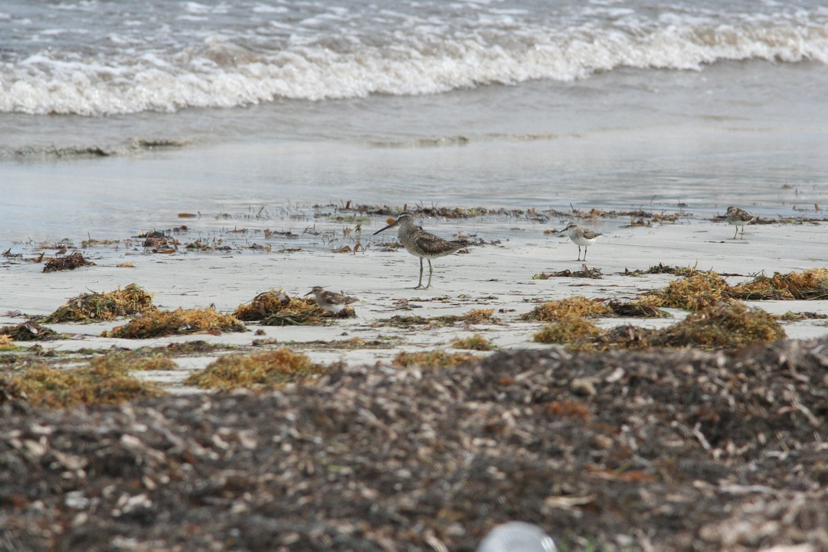 Semipalmated Sandpiper - ML353238701