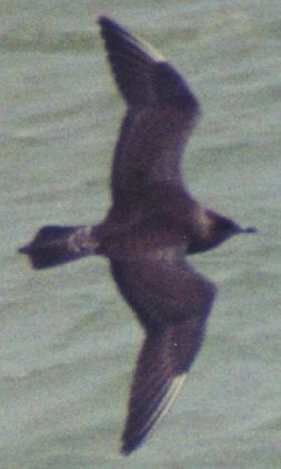 Long-tailed Jaeger - ML353238981