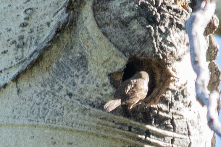 House Wren - Jeff Hullstrung