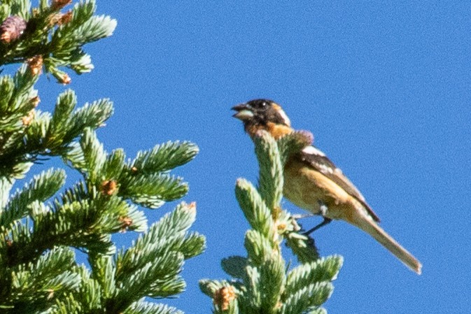 Black-headed Grosbeak - ML353239331