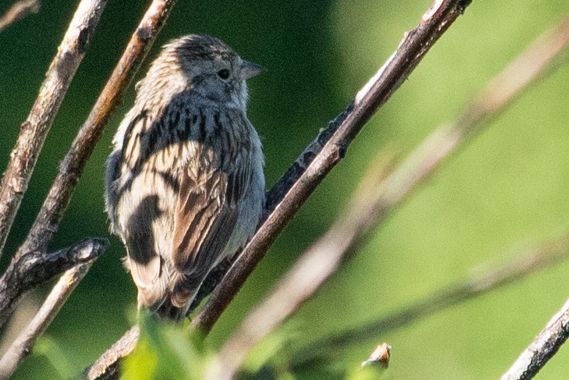 Brewer's Sparrow - ML353239381