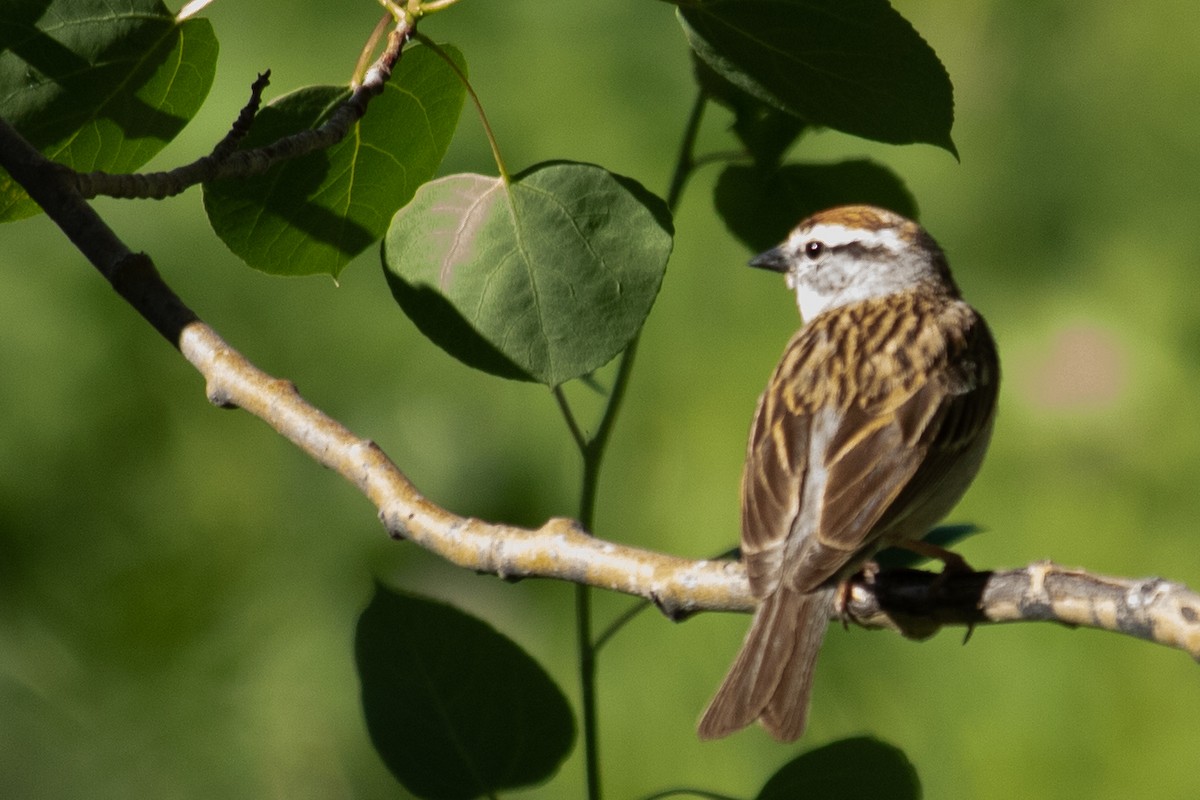 Chipping Sparrow - Jeff Hullstrung