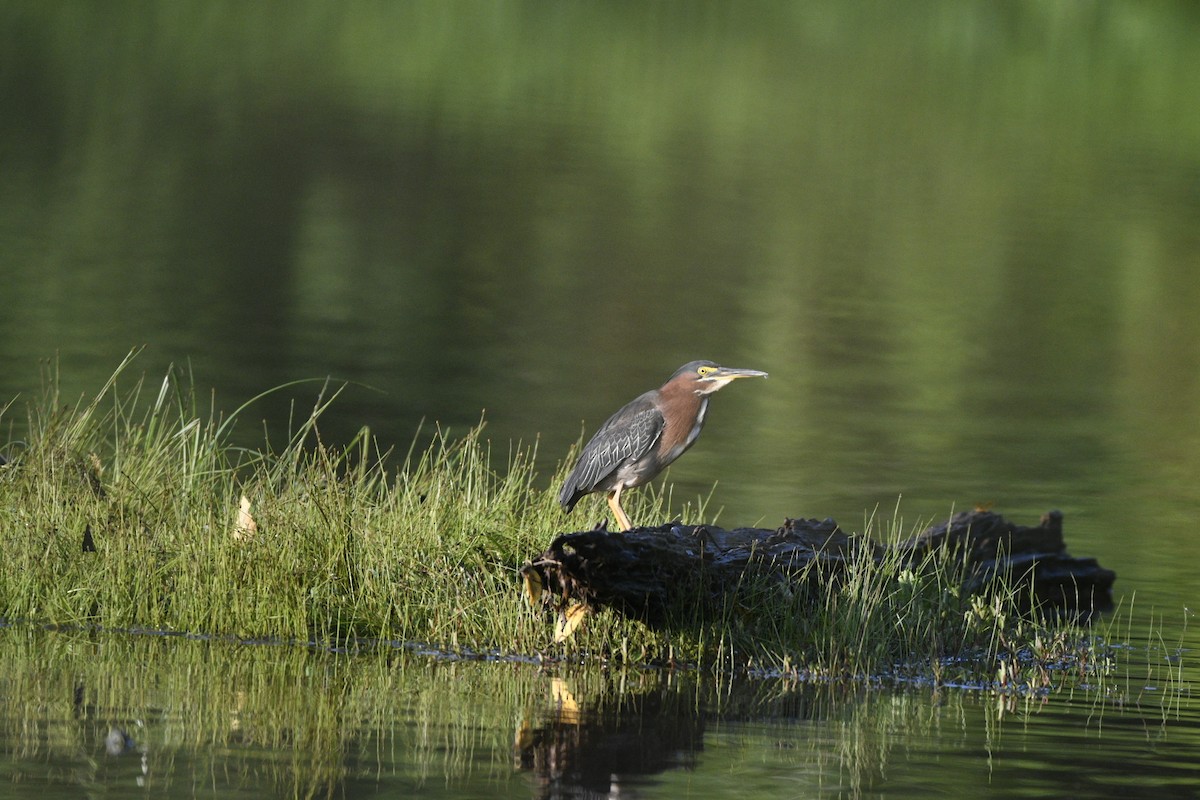 Green Heron - ML353239431