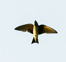 Golondrina Purpúrea - ML353239511
