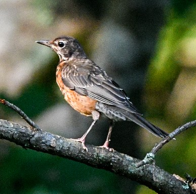 American Robin - ML353240391