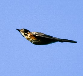 American Robin - ML353240421