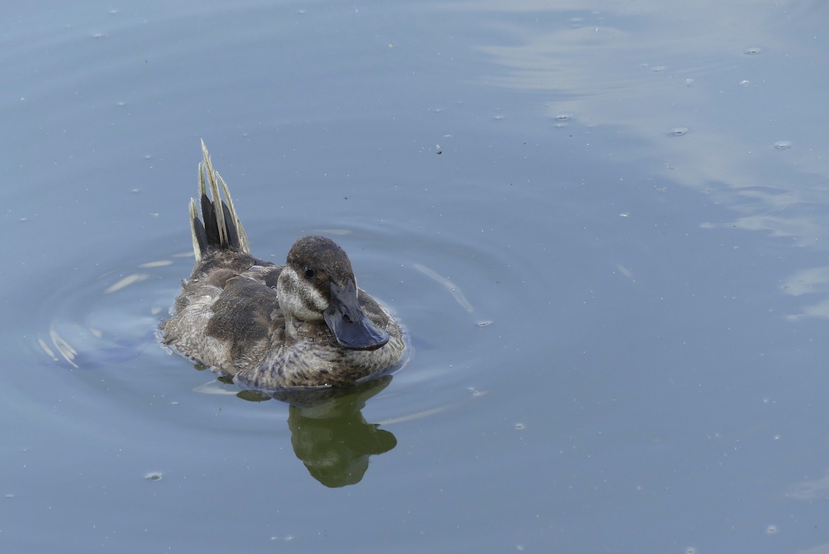 Ruddy Duck - ML353240631