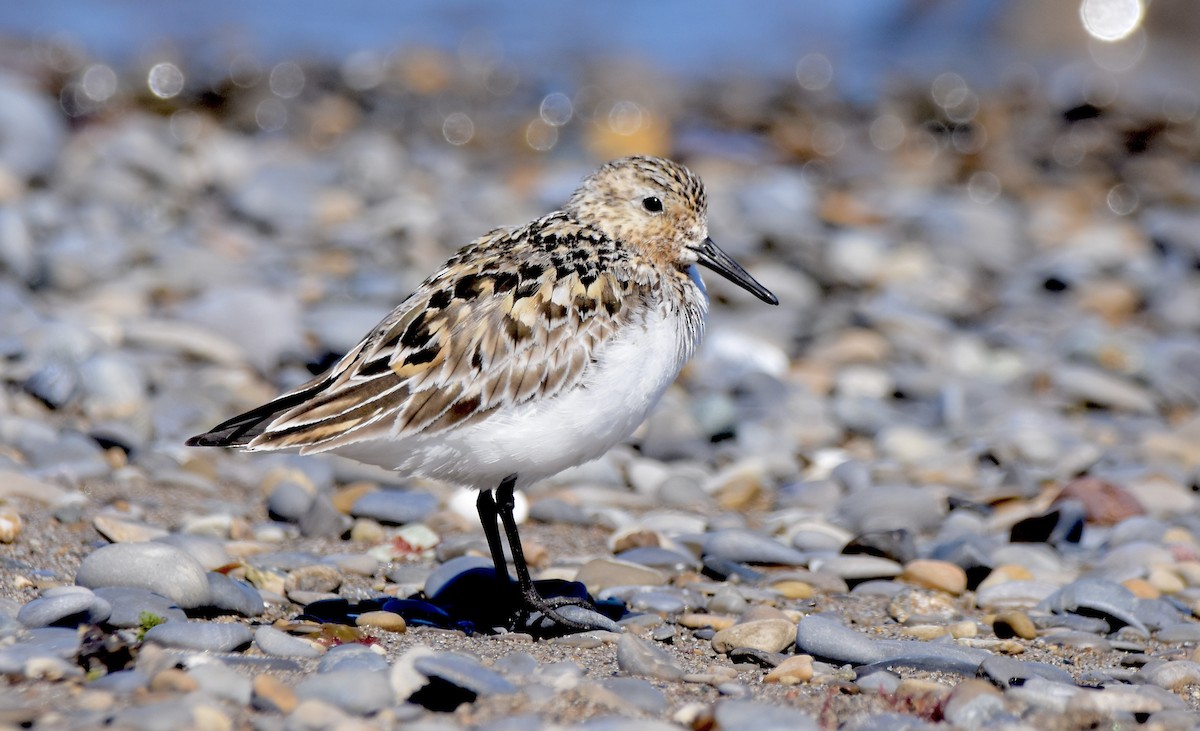 Bécasseau sanderling - ML353240991