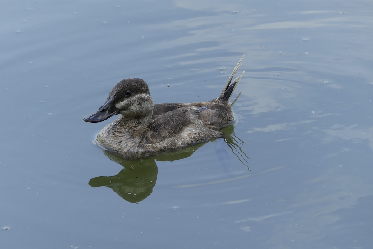 Ruddy Duck - Leslie Sours