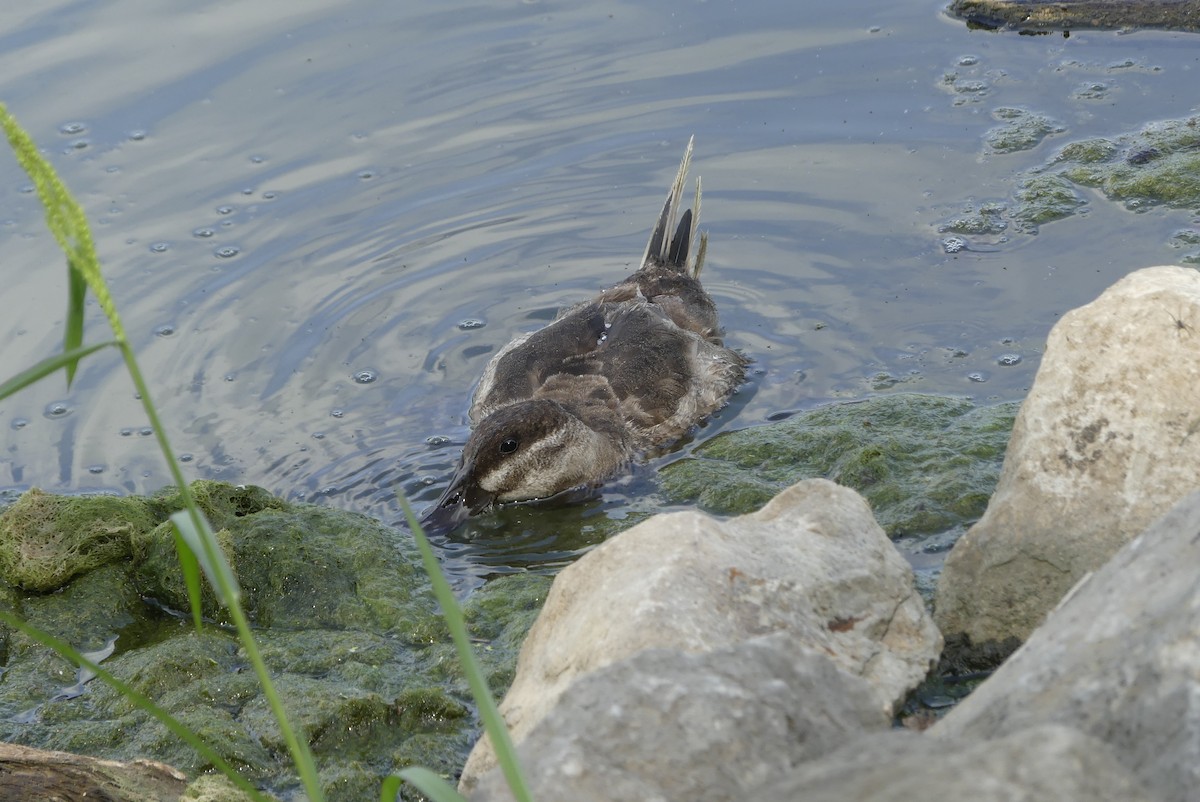 Ruddy Duck - ML353241381