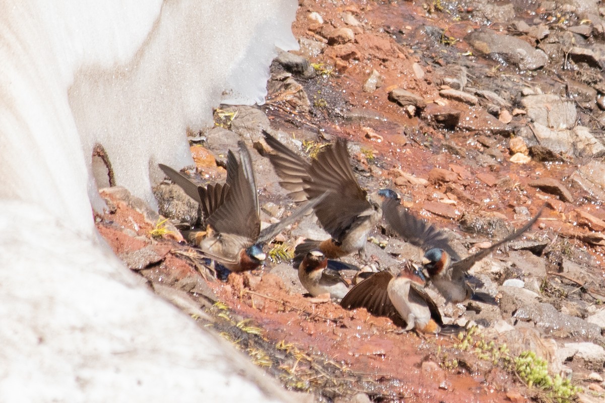 Cliff Swallow - ML353244051