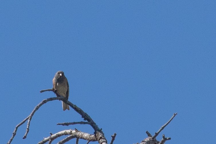 Dark-eyed Junco - ML353244211