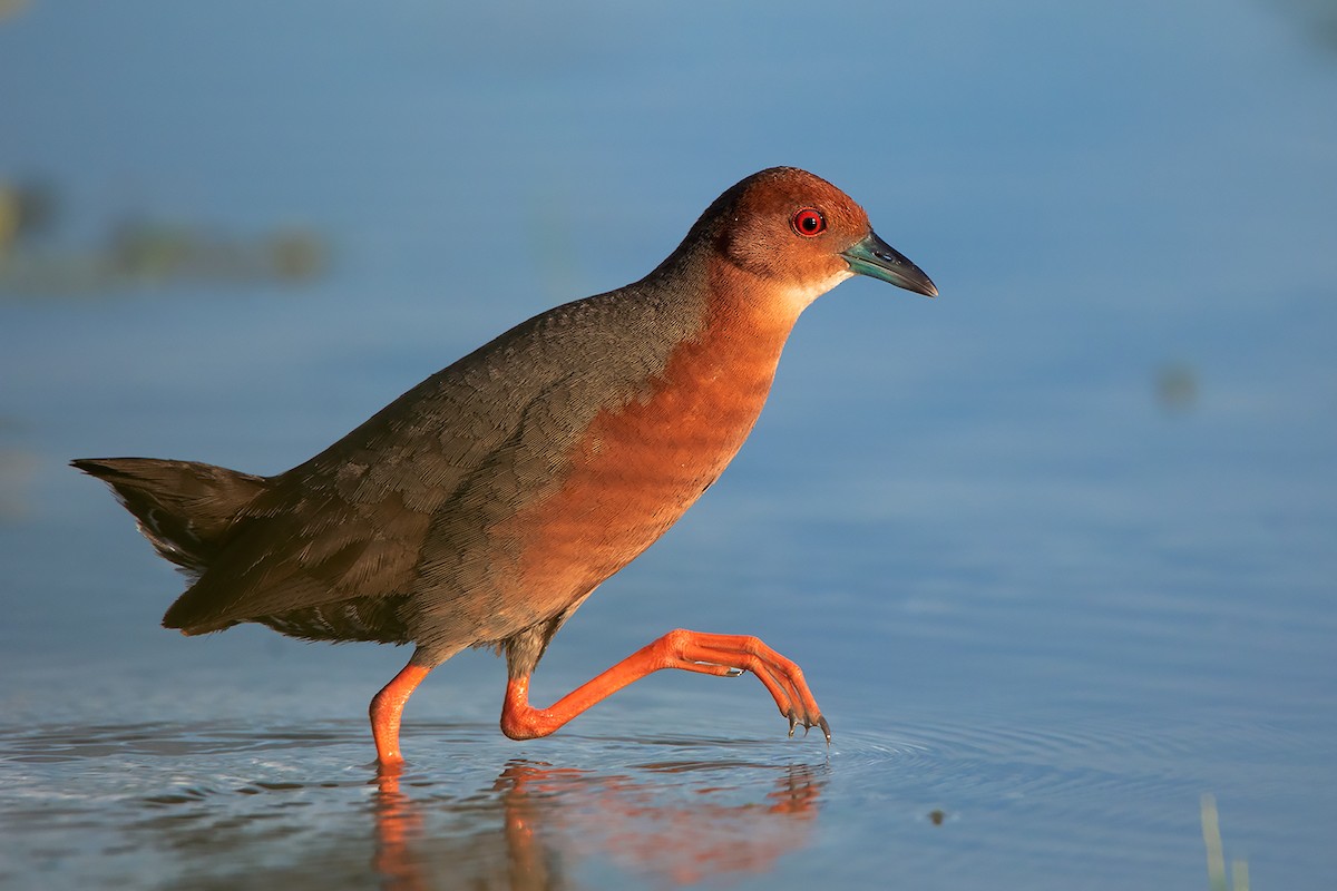 Ruddy-breasted Crake - Ayuwat Jearwattanakanok