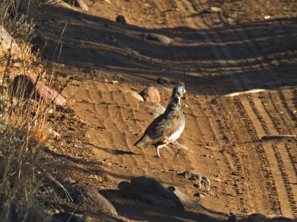 Mountain Quail - Jane Thompson