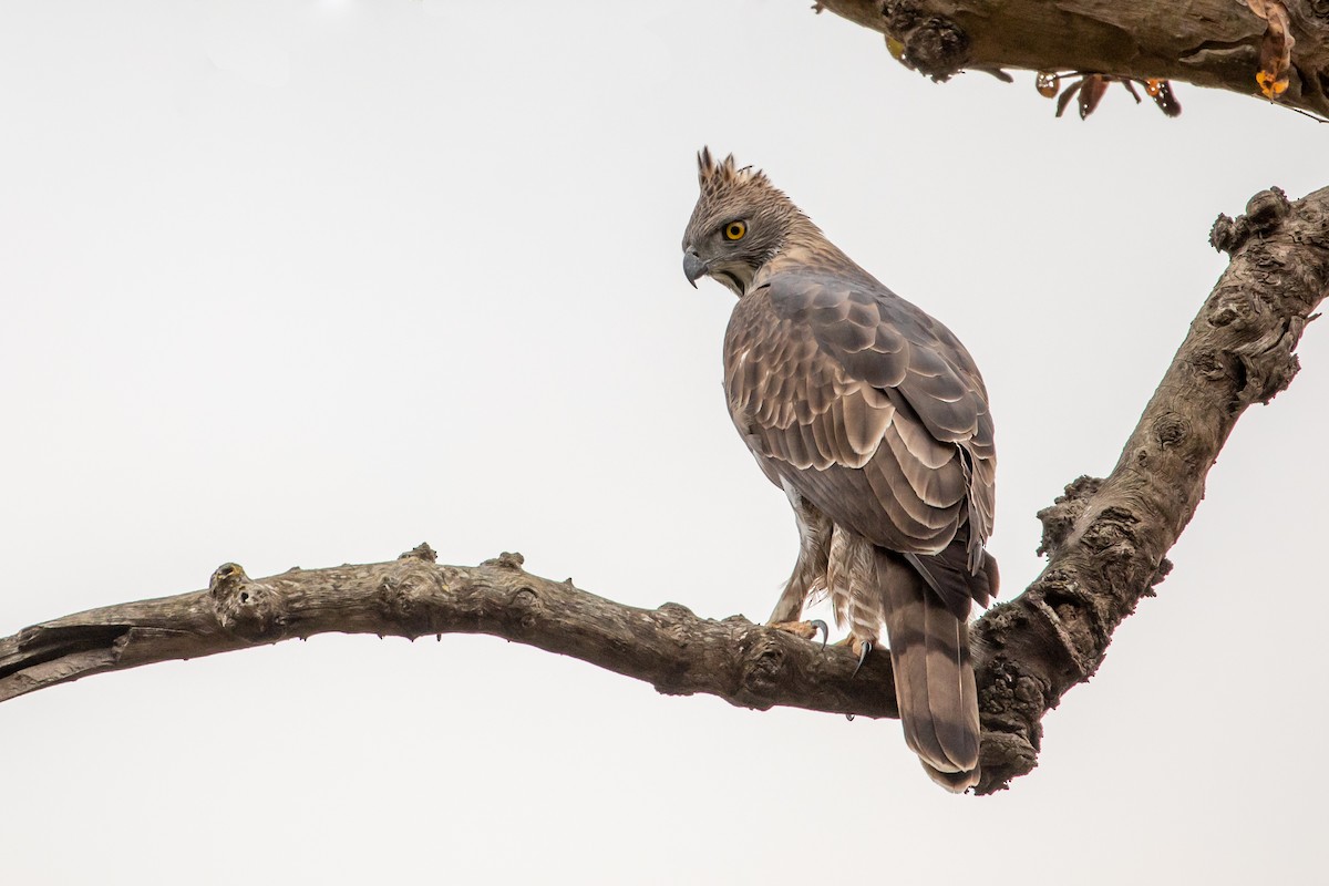 Changeable Hawk-Eagle (Changeable) - Louis Bevier