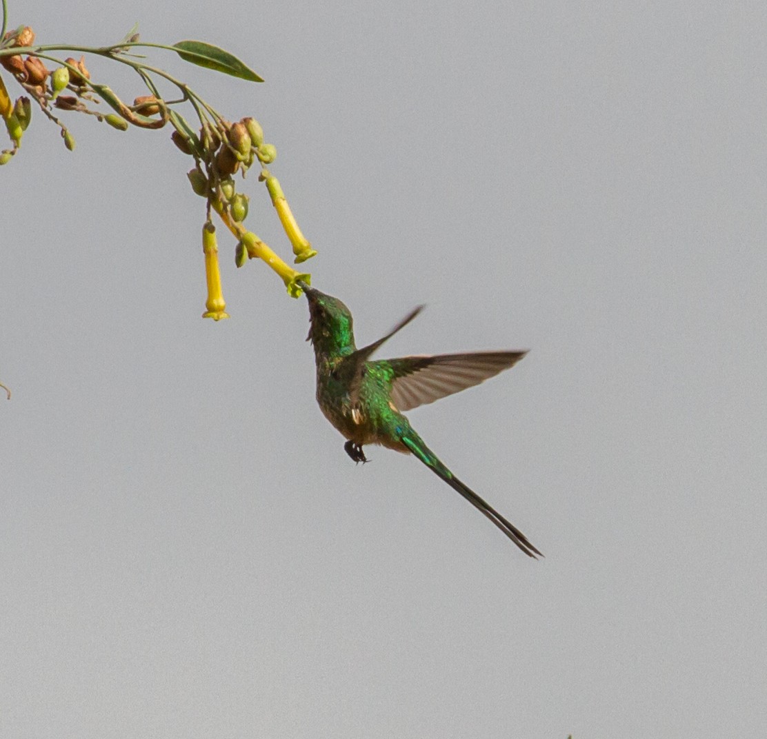 Green-tailed Trainbearer - ML35324931