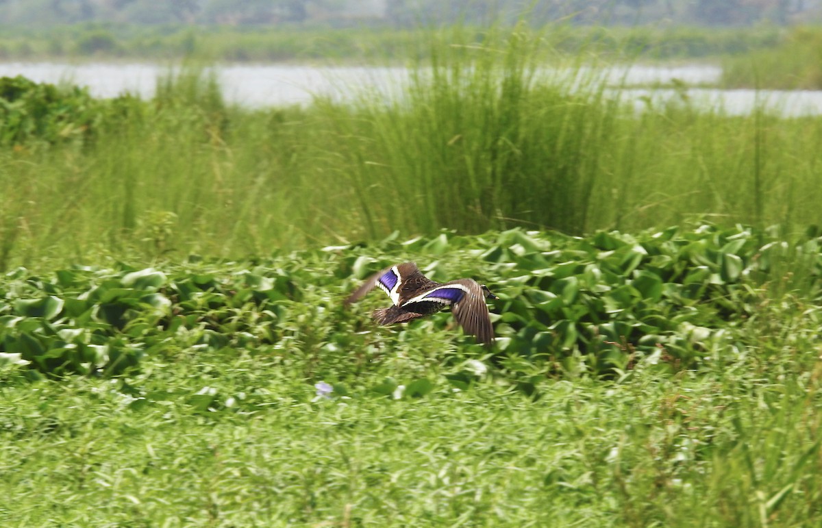 Indian Spot-billed Duck - ML353250171