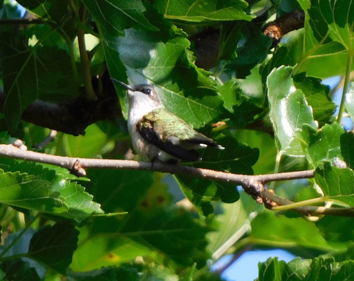 Colibrí Gorjirrubí - ML353253521