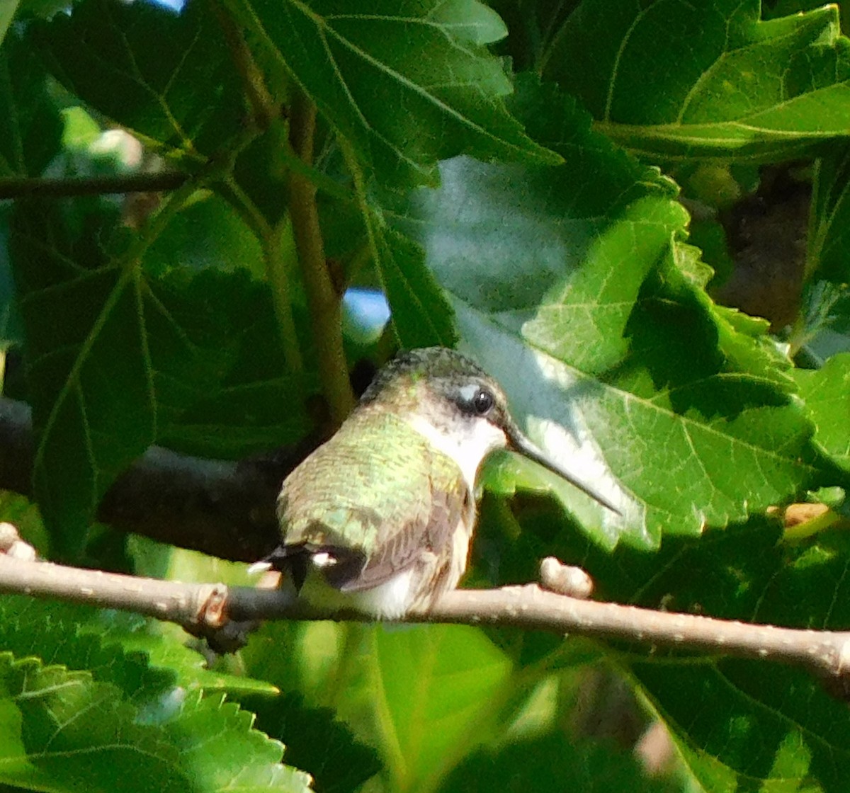Ruby-throated Hummingbird - Pete Huffer