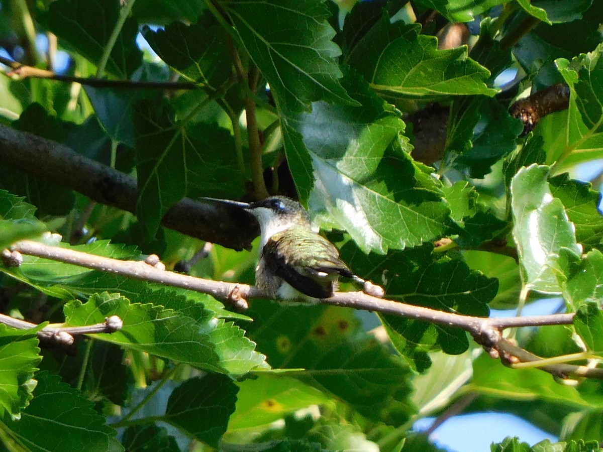 Ruby-throated Hummingbird - ML353253551