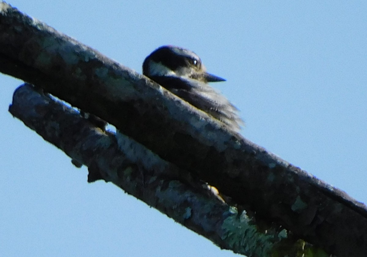 Downy Woodpecker - Pete Huffer