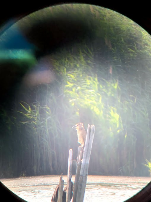 Black-crowned Night Heron - ML353253631