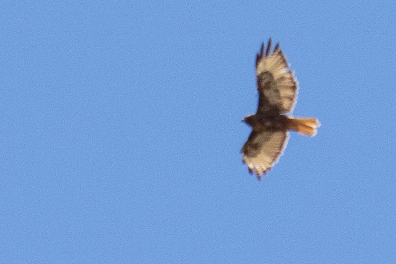 Red-tailed Hawk - Jeff Hullstrung