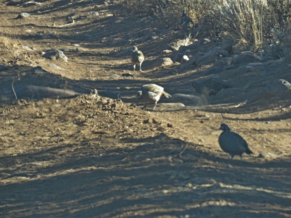 Mountain Quail - ML35325451