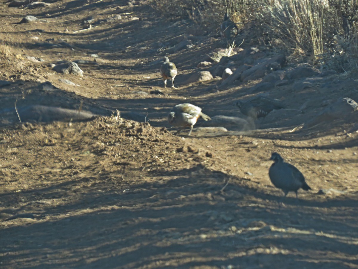 Mountain Quail - ML35325451