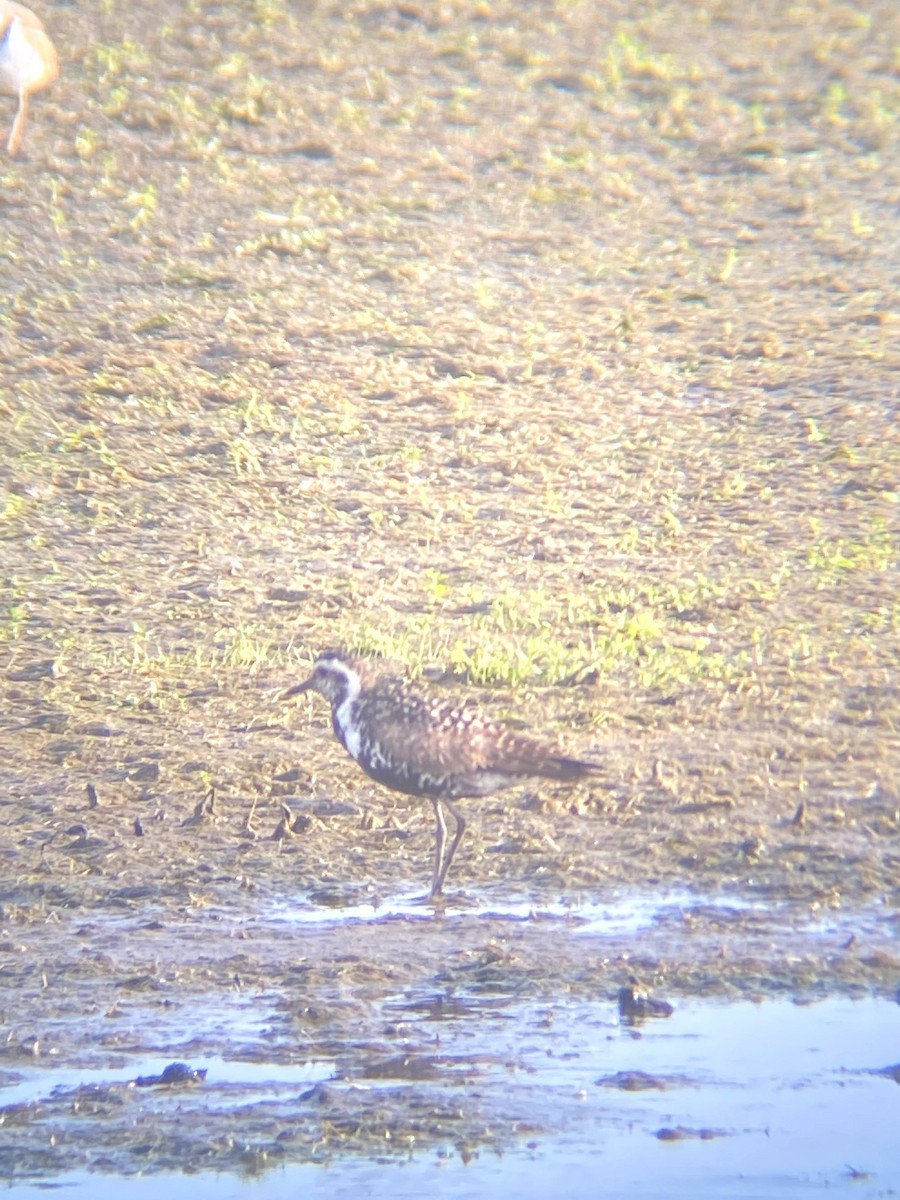 Pacific Golden-Plover - ML353254681