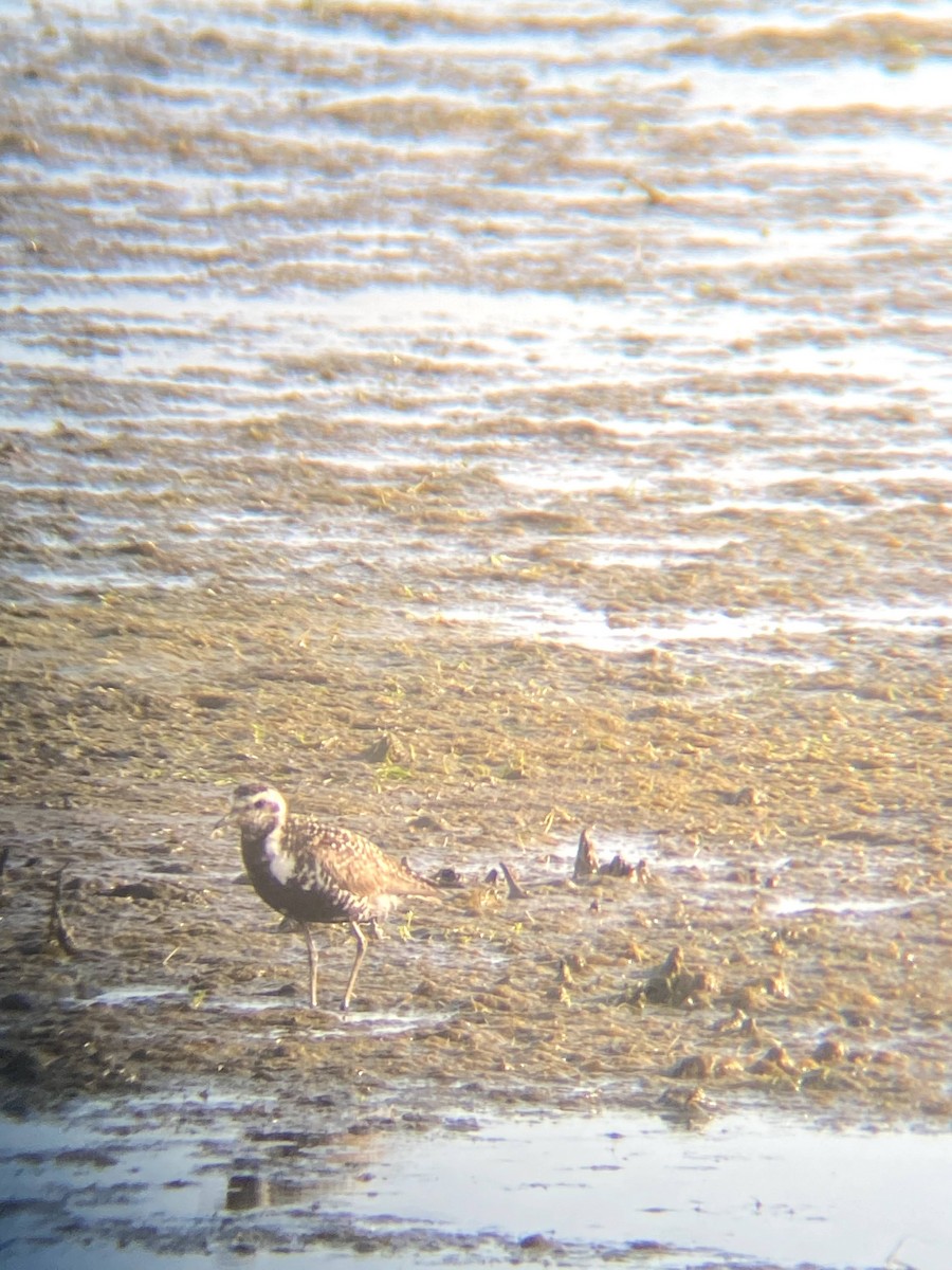 Pacific Golden-Plover - ML353254701