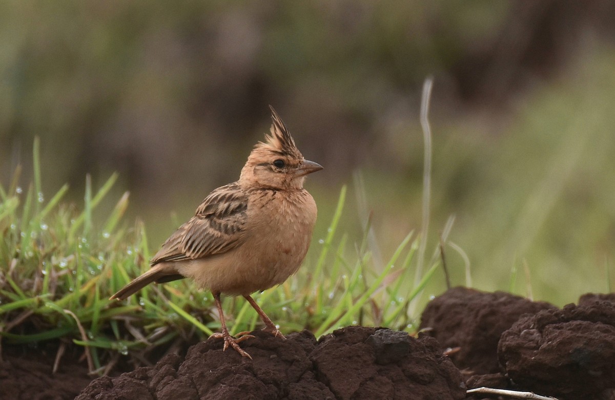 Tawny Lark - Dr Mohammed Umer  Sharieff