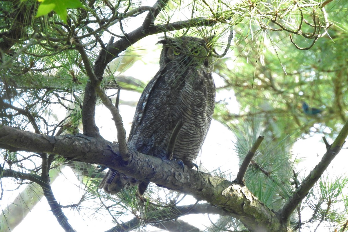 Great Horned Owl - ML353255141