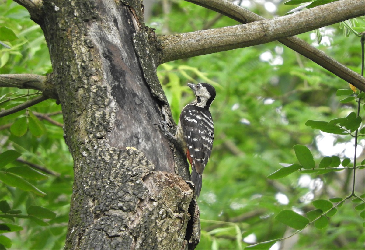 Fulvous-breasted Woodpecker - Asim Giri