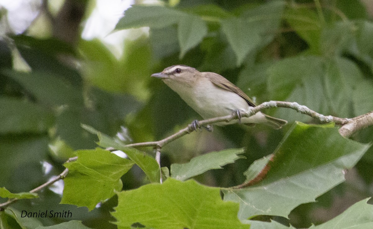 Red-eyed Vireo - ML353255731