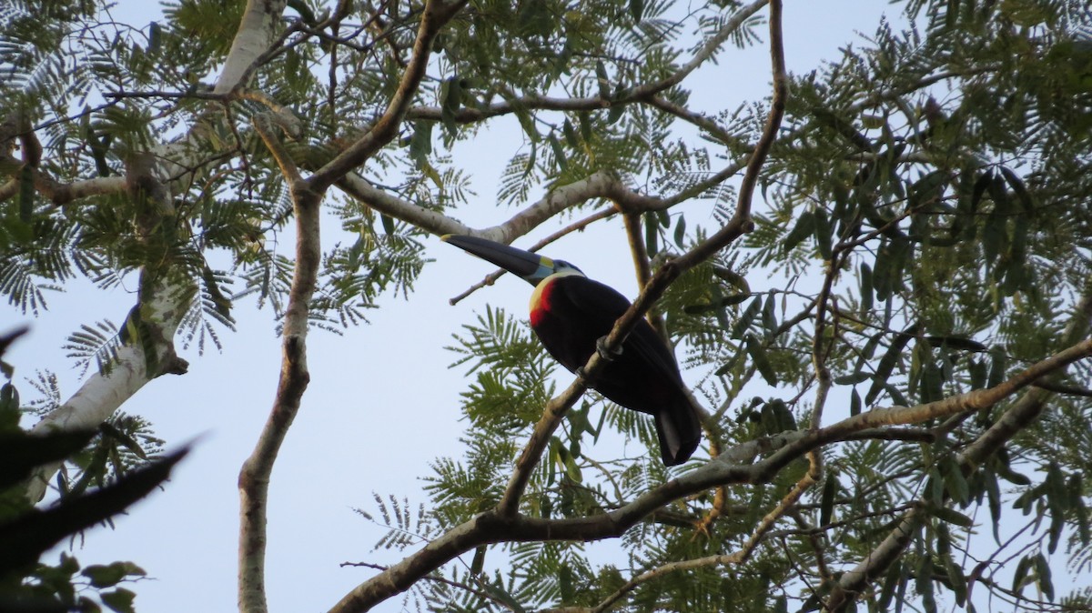 White-throated Toucan - ML35325581