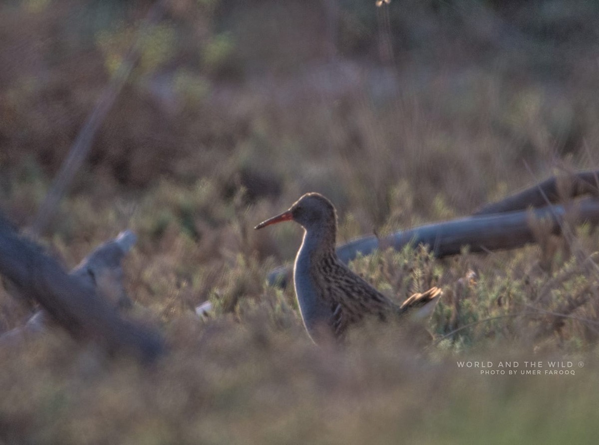 Water Rail - Umer Farooq(World and the Wild Team)