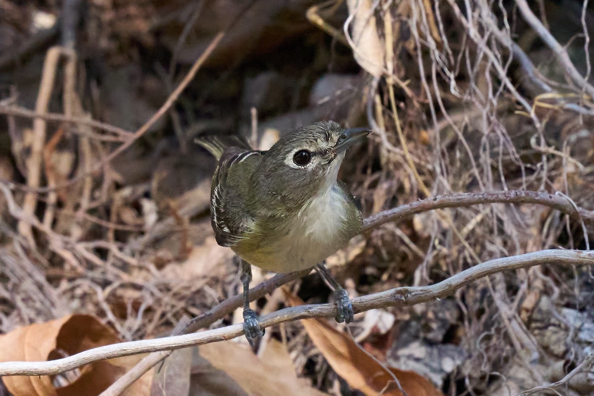 Cassin's Vireo - Julie Laity