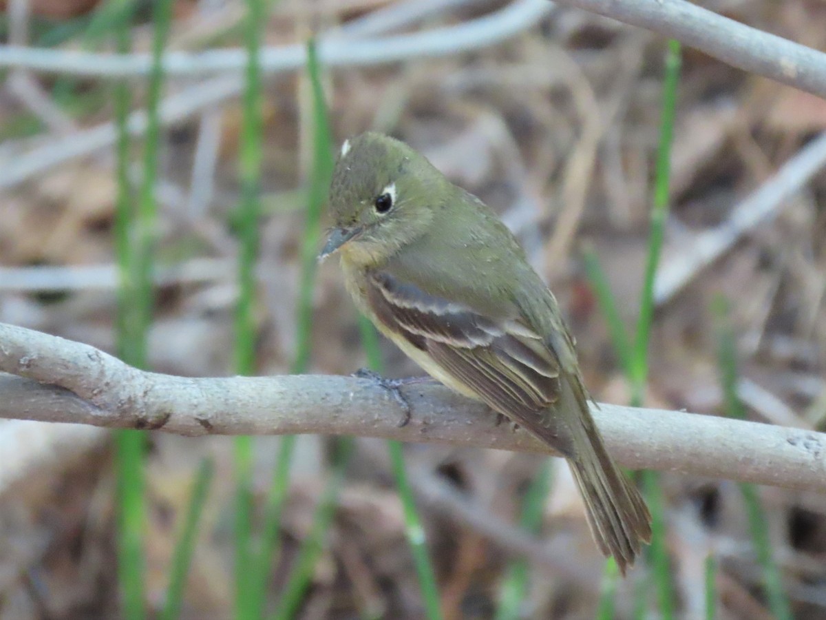 Western Flycatcher (Cordilleran) - ML353256651